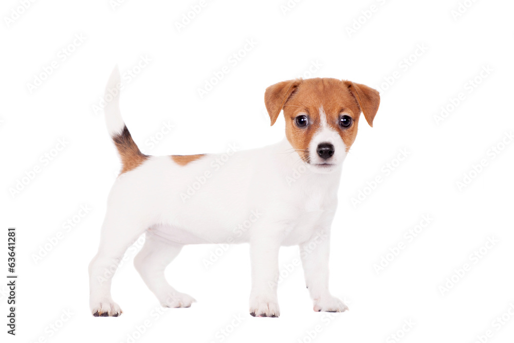 Jack Russell puppy (1,5 month old) isolated on white