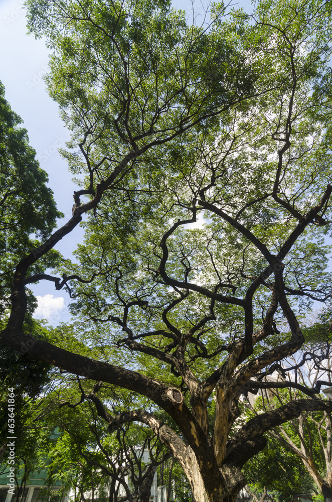 Fototapeta premium green forest