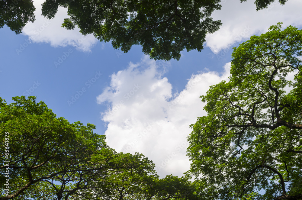 Fototapeta premium forest trees. nature green wood sunlight backgrounds.