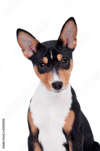 Little Basenji puppy, 3 month old, on the white background