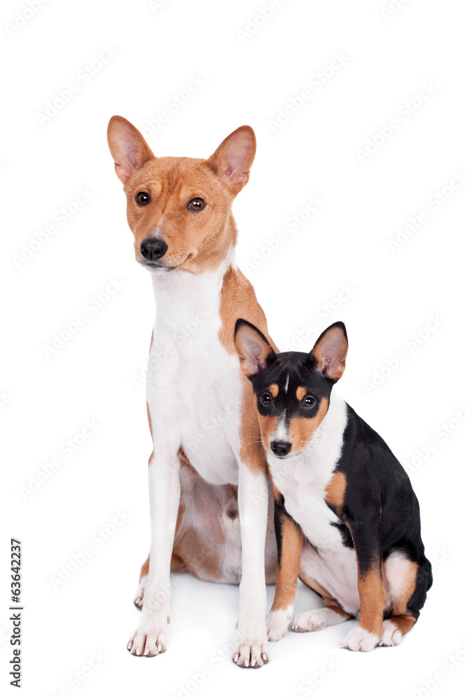 Two Basenjis isolated on the white background Two Basenjis isolated on the white background