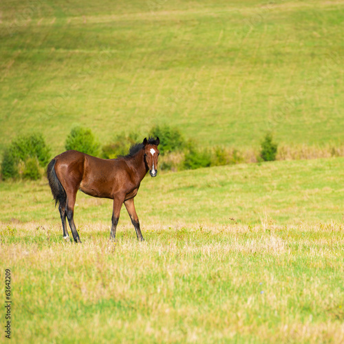 Dark bay horse