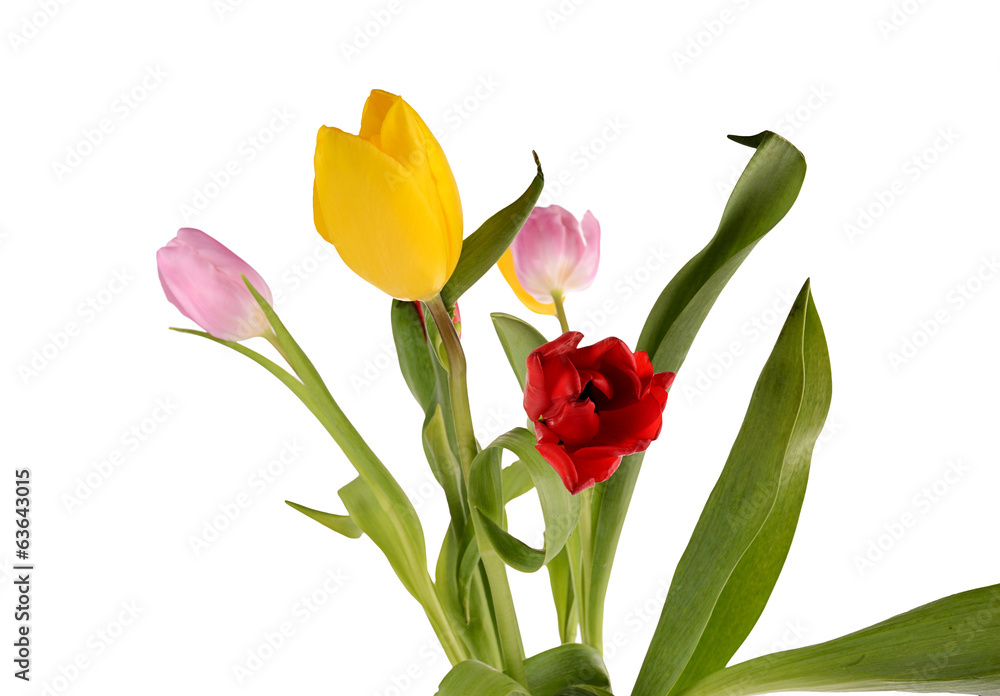 Colorful bouquet of fresh spring tulip flowers isolated on white Colorful bouquet of fresh spring tulip flowers isolated on white