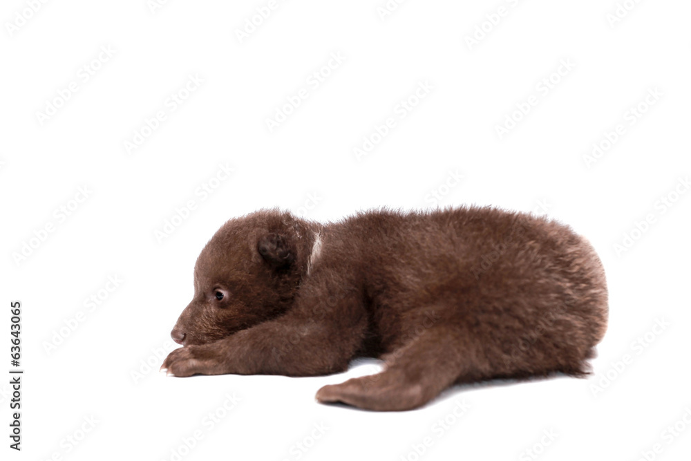 Brown Bear cub, 1,5 mounth old, isolated on white background