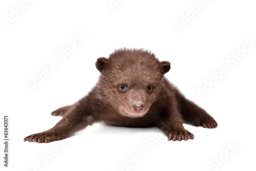 Brown Bear cub, 1,5 mounth old, isolated on white background
