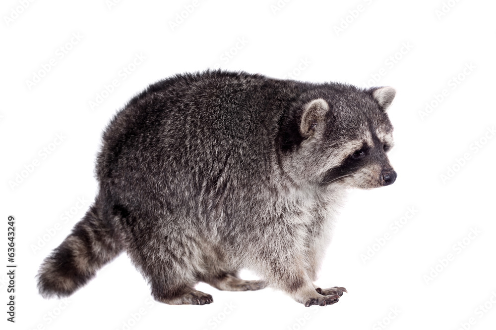 Fototapeta premium Raccoon (15 years old) - isolated on the white background