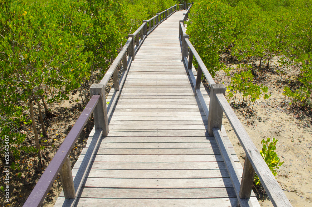 Wooden path in mangrove forest