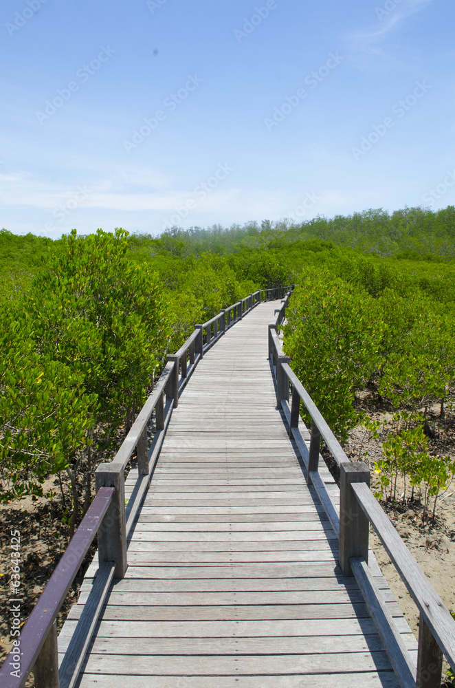 Wooden path in mangrove forest