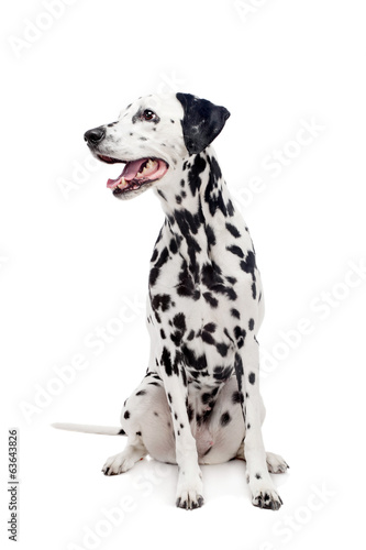Beauty dalmatian dog, isolated on white background photo