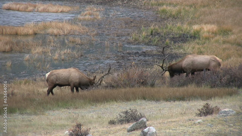 Bull Elk Dominance Display