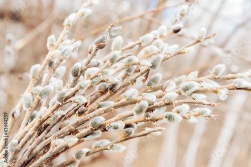 Spring willow branches photo