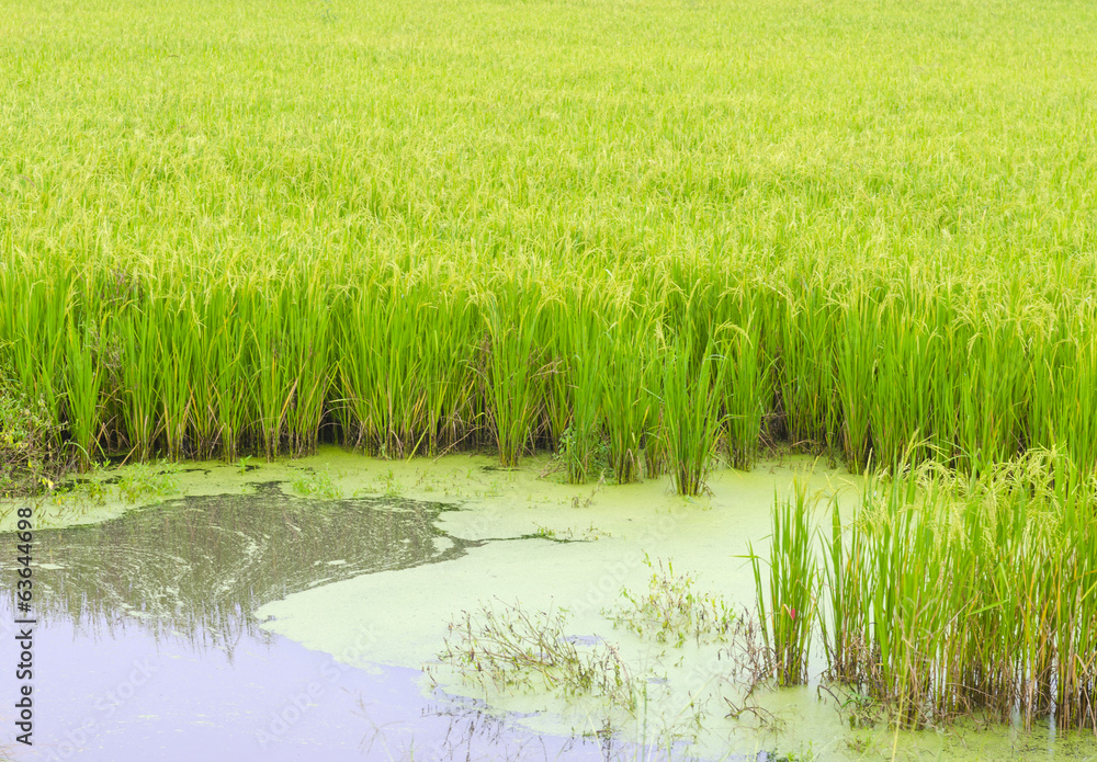 Rice field Rice field