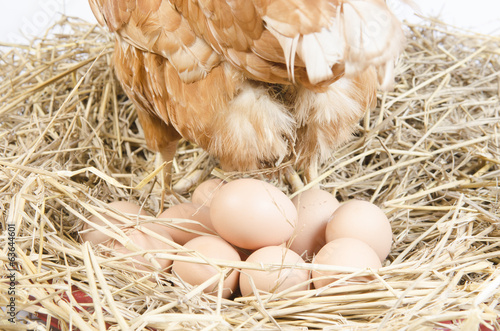 Chicken and their eggs on a...