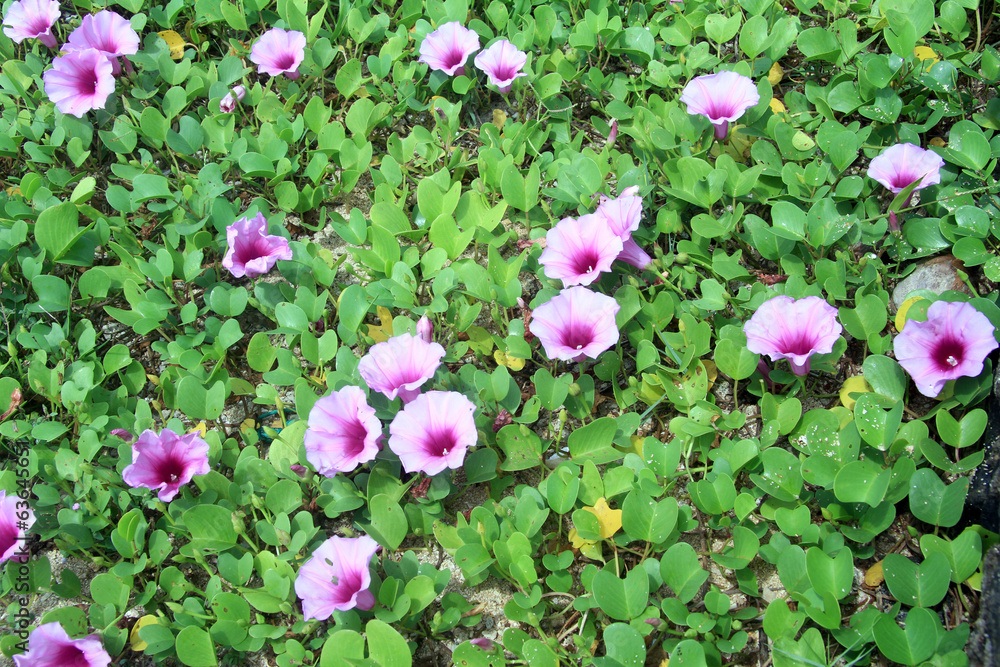 Fototapeta premium Violet flowers