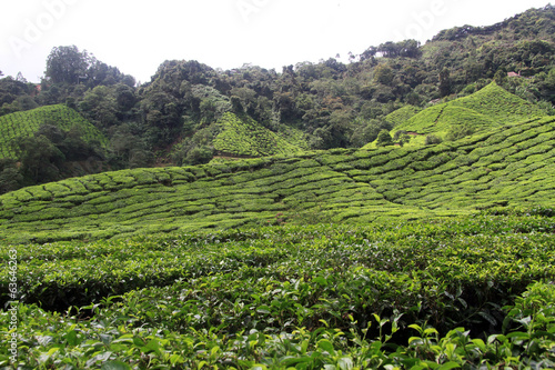 Tea plantation