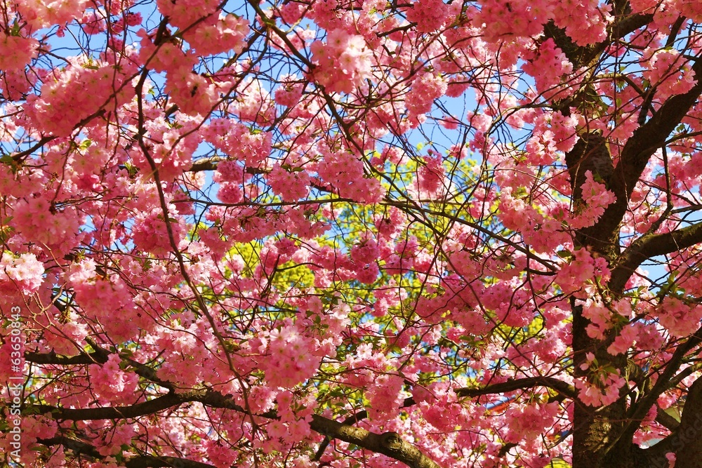 Fototapeta premium Blütenmeer der japanischen Kirschblüte