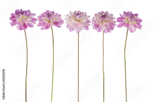 Fototapeta Naklejka Na Ścianę i Meble -  dahlia