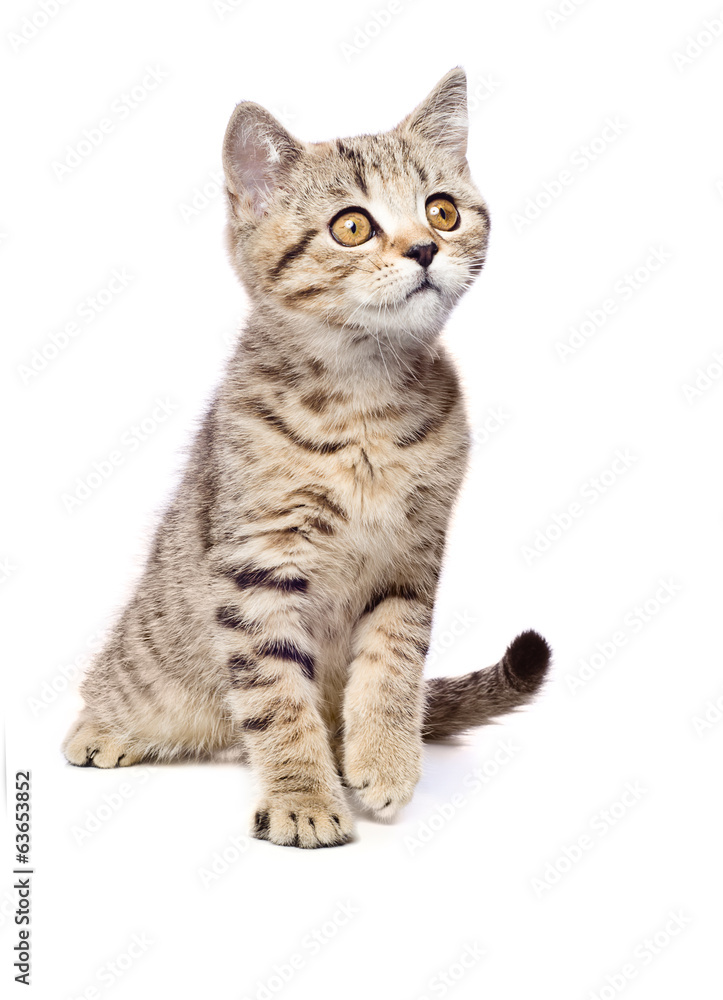 Portrait of a curious kitten Scottish Straight.