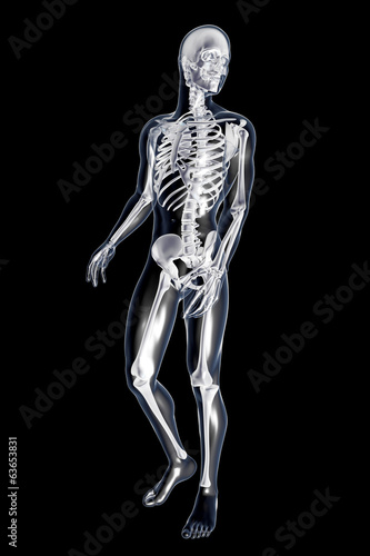 Anatomie © Spectral-Design