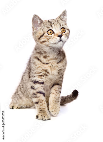 Portrait of a curious kitten Scottish Straight.