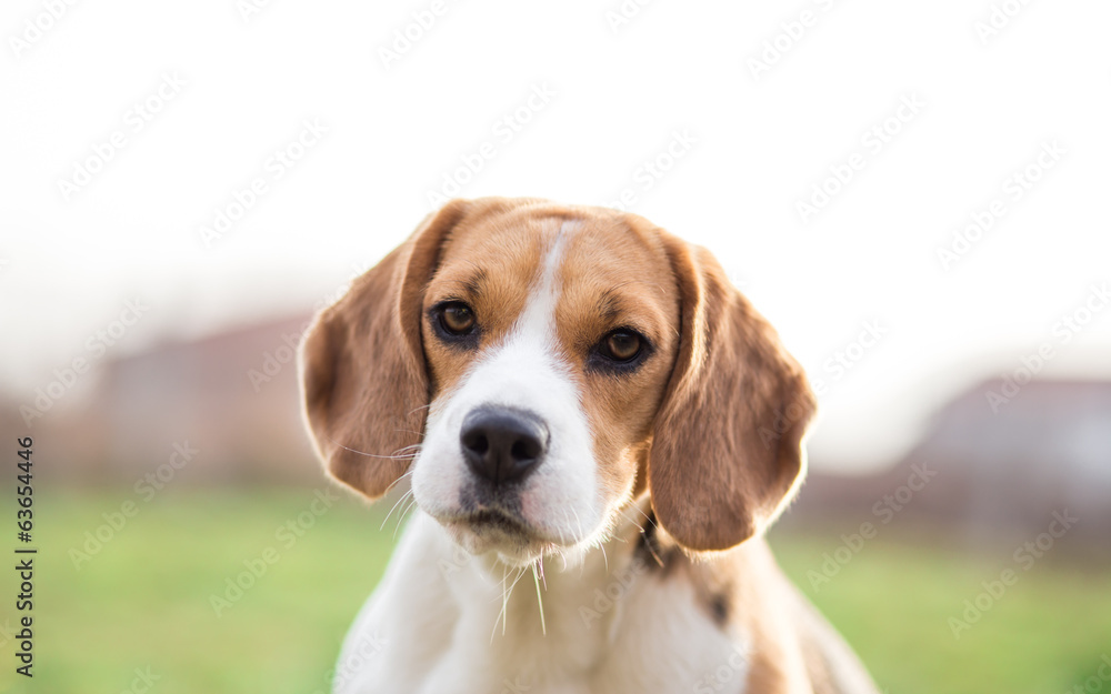 Adorable Beagle