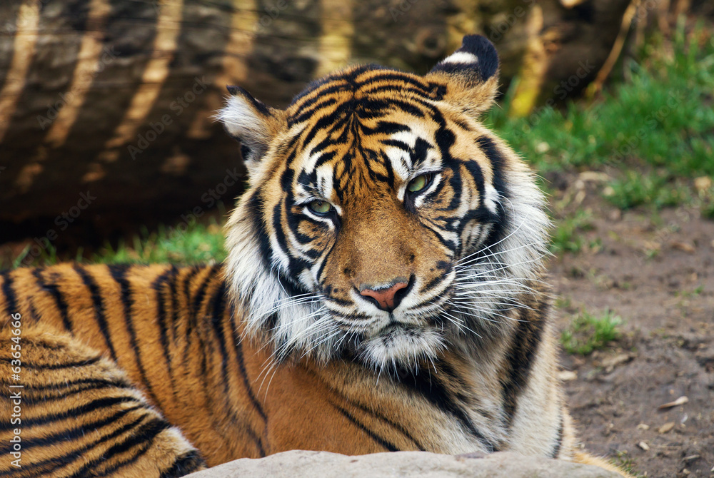 Fototapeta premium Tiger, portrait of a Sumatran Tiger