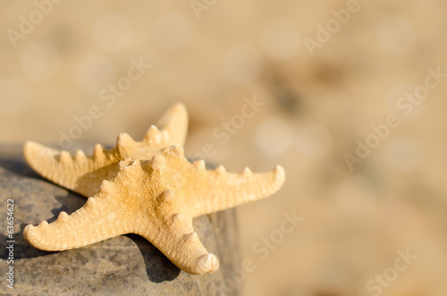 Fototapeta Naklejka Na Ścianę i Meble -  Starfish on the beach close up