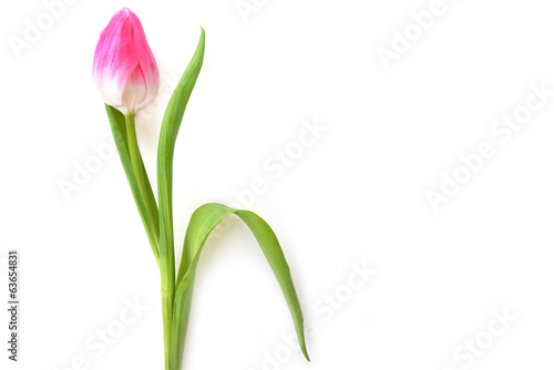 One pink tulip
