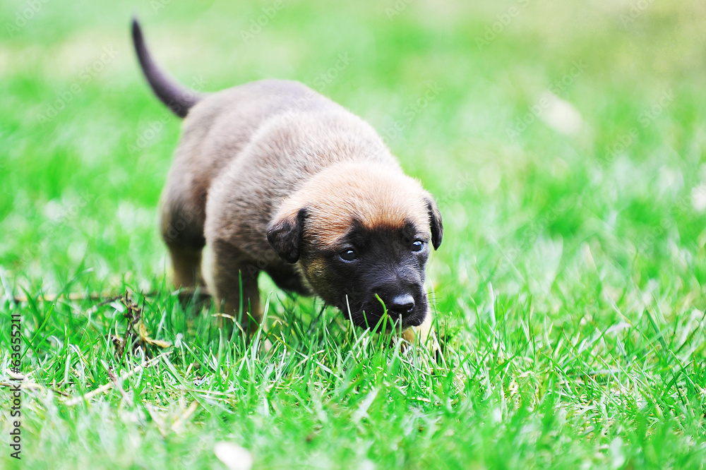 puppy belgian shepherd malinois