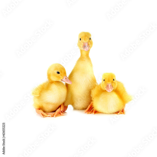 three ducklings on white