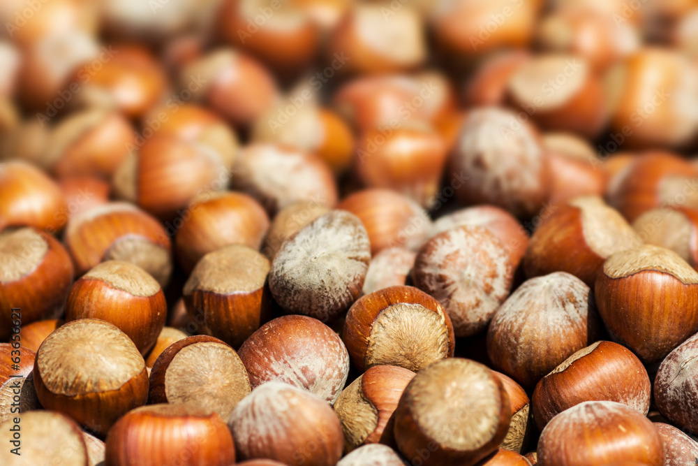 Hazelnuts background macro. Heap of hazel nuts background close Hazelnuts background macro. Heap of hazel nuts background close