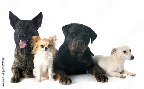 Fototapeta Naklejka Na Ścianę i Meble -  four dogs