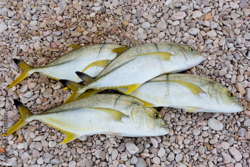 caught fish lying on the shore