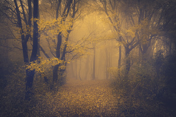 Foto auf Leinwand Wald Geheimnisvoller Nebelwald mit märchenhafter Optik  © bonciutoma