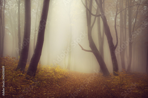 Mysterious foggy forest with a fairytale look