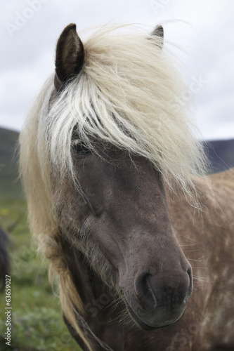 Fototapeta Naklejka Na Ścianę i Meble -  Iceland. Vatnsnes Peninsula. Icelandic horse.
