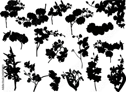 set of seventeen orchid branches silhouettes