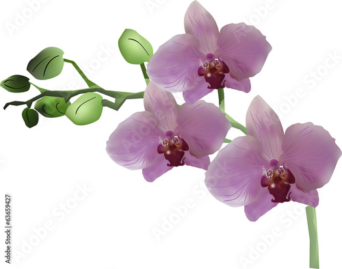 pink orchid with three flowers and green buds on white