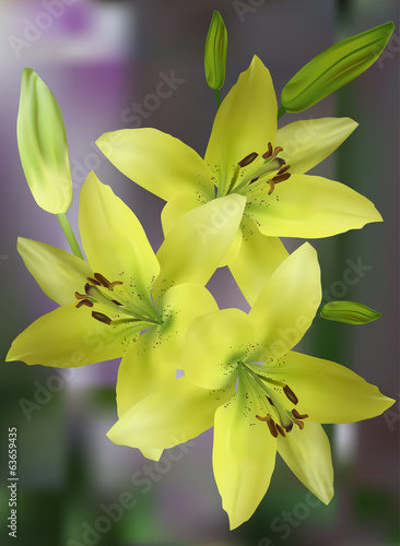 Fototapeta Naklejka Na Ścianę i Meble -  bunch of yellow lily flowers on green background