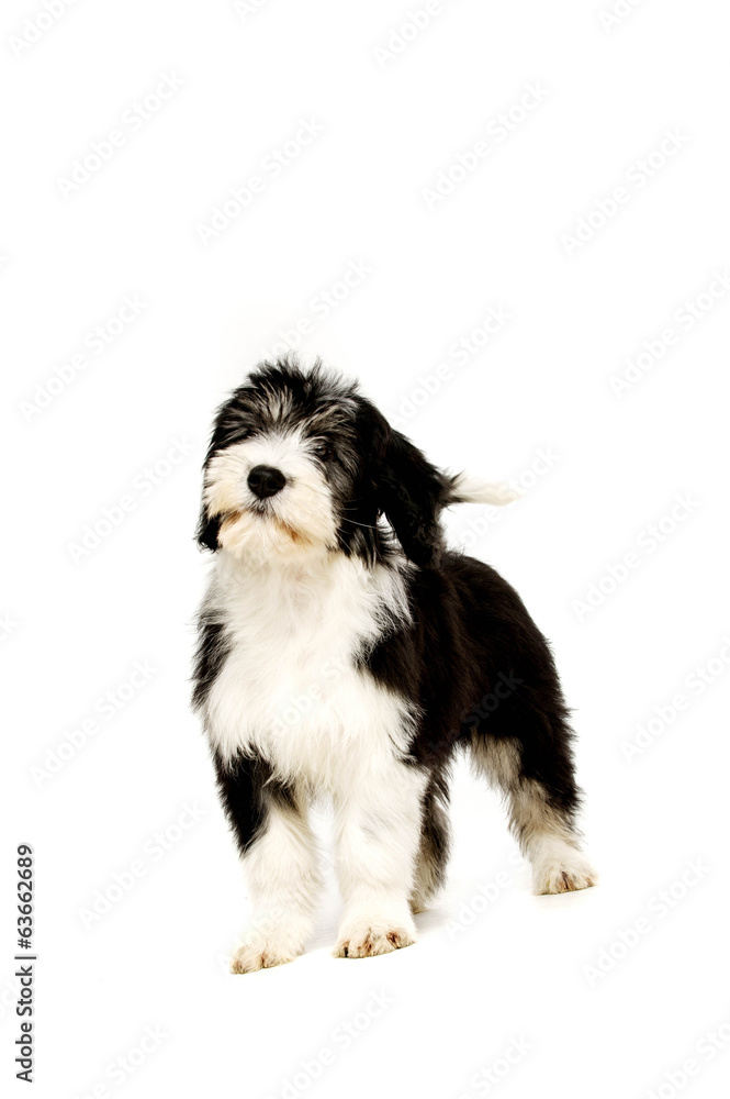 Polish Lowland Sheepdog isolated on a white background Polish Lowland Sheepdog isolated on a white background