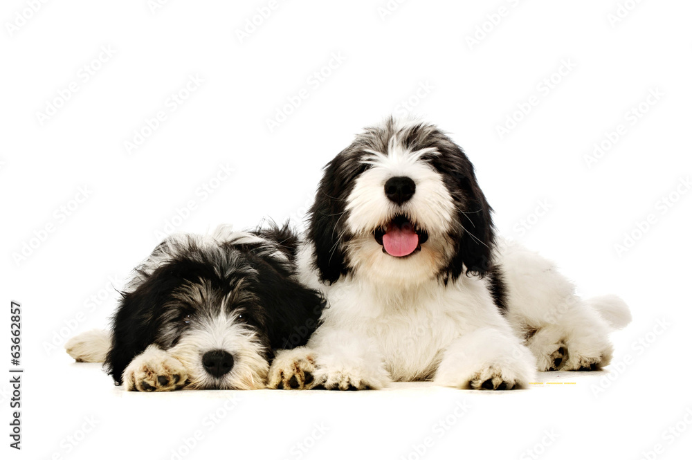 Polish Lowland Sheepdog isolated on a white background