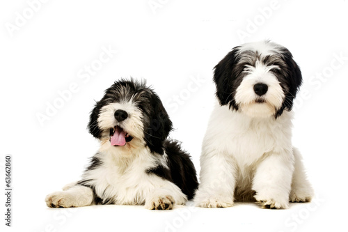 Wallpaper Mural Polish Lowland Sheepdog isolated on a white background