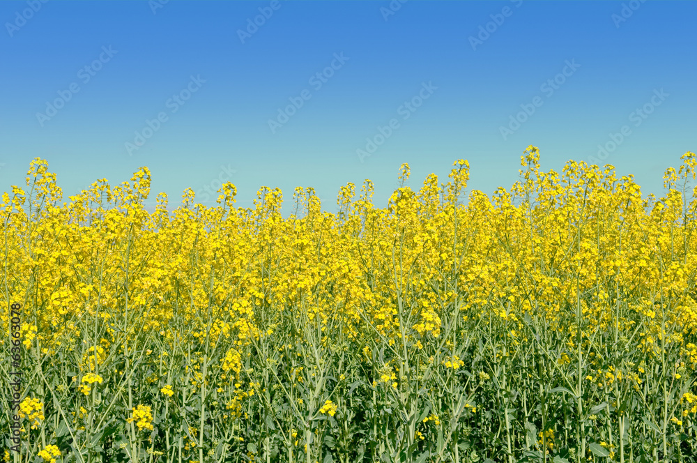 colza in bloom field on blue sky background