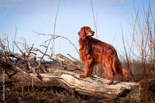 Naklejka Red irish setter dog