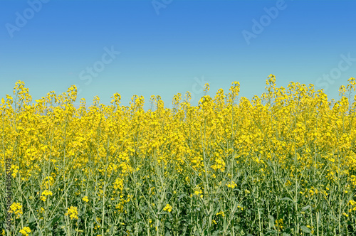 colza in bloom field on blue sky background