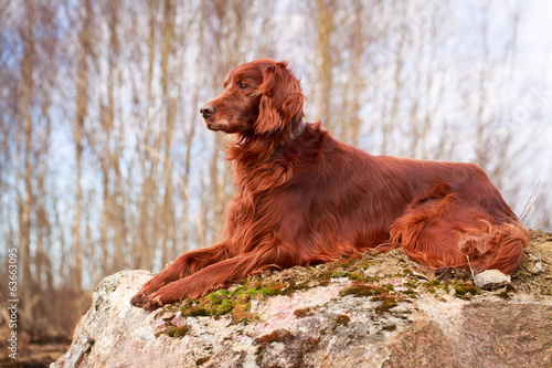 Obraz na plátně Red irish setter dog