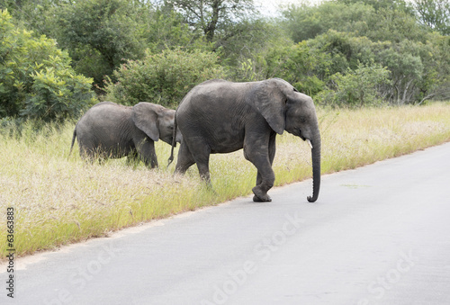 big elephant with yung  in kruger park