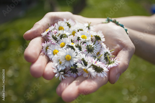Woman's hands with Daisies