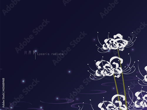 Lycoris radiata (Red spider lily)