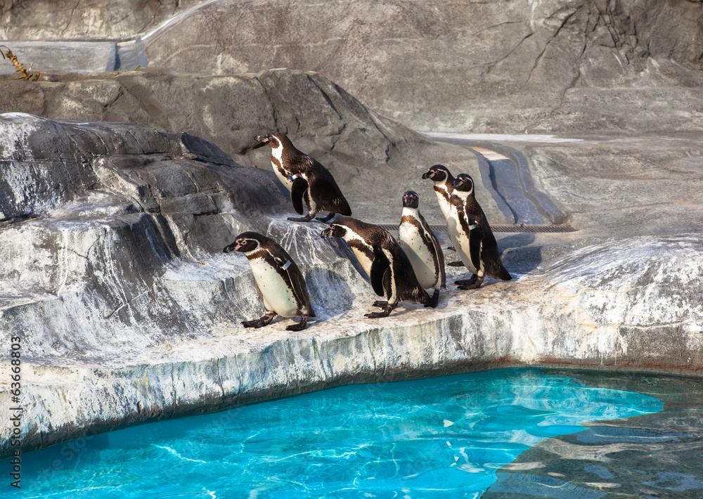 Fototapeta premium Cute Humboldt Penguins (Spheniscus Humboldt) in a zoo, Japan
